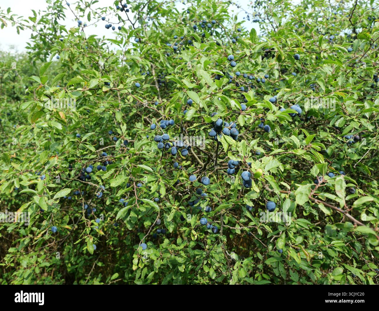Di prugna blu scuro bacche di Prunus spinosa su rami verdi. Copyspace Foto Stock