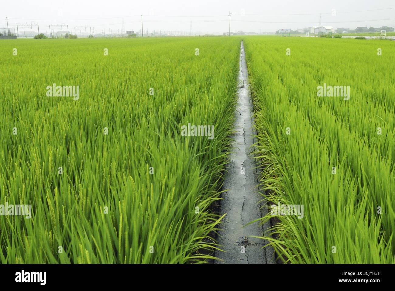 Direttamente nel campo di riso fresco umido in Giappone, concentratevi sul primo piano Foto Stock