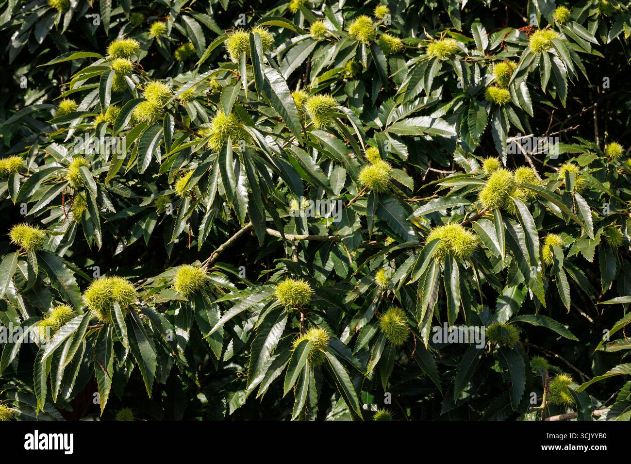 Vecchio castagno nella riserva naturale di Manteling vicino a Domburg, Zelanda, Paesi Bassi. alte Kastanie im Naturschutzgebiet de Manteling bei Domburg, Foto Stock