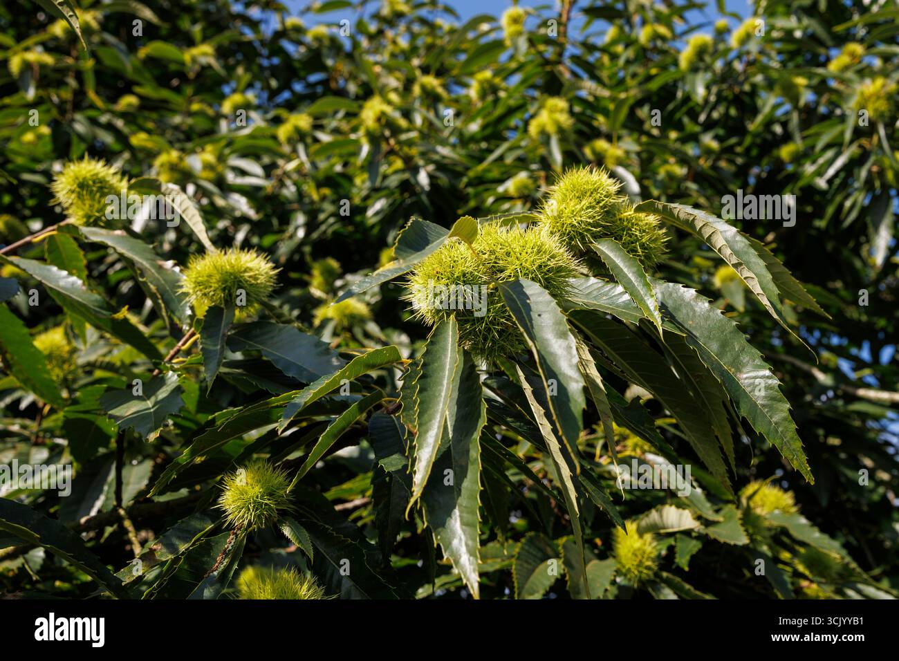 Vecchio castagno nella riserva naturale di Manteling vicino a Domburg, Zelanda, Paesi Bassi. alte Kastanie im Naturschutzgebiet de Manteling bei Domburg, Foto Stock