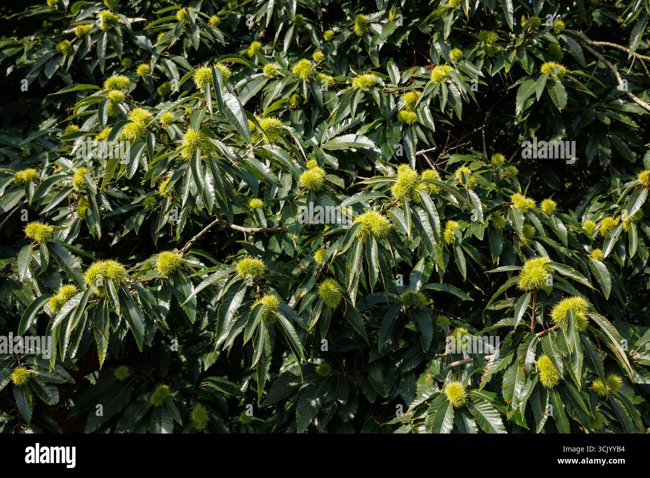 Vecchio castagno nella riserva naturale di Manteling vicino a Domburg, Zelanda, Paesi Bassi. alte Kastanie im Naturschutzgebiet de Manteling bei Domburg, Foto Stock