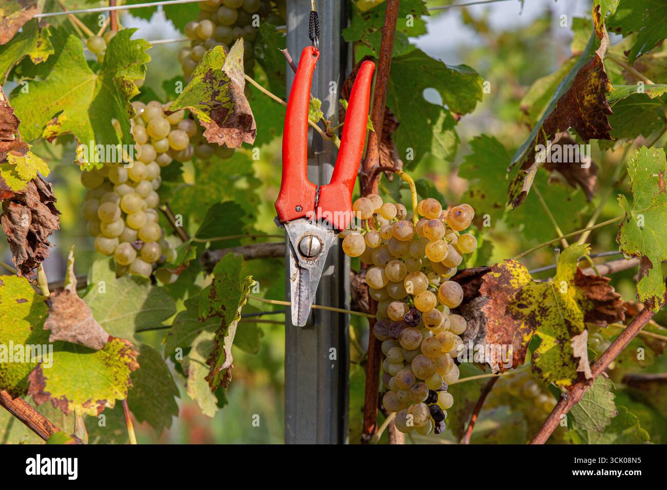 Vista dettagliata delle cesoie per potatura con manico rosso posizionate su un palo di supporto in metallo con grappoli di uva bianca nelle vicinanze. Le foglie di vite mostrano un'aut caratteristica Foto Stock