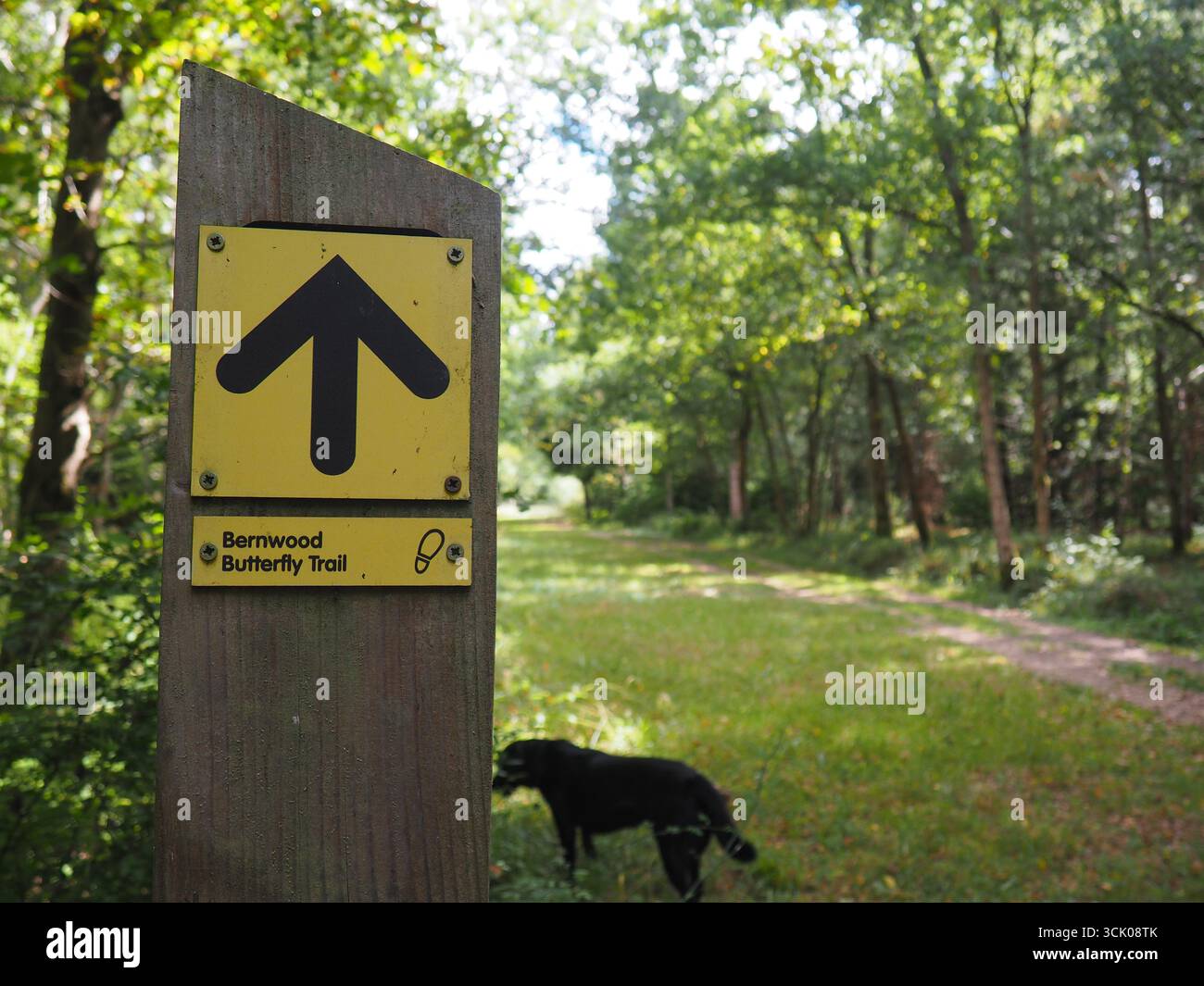 Bernwood Forest, Oxford, Regno Unito Foto Stock