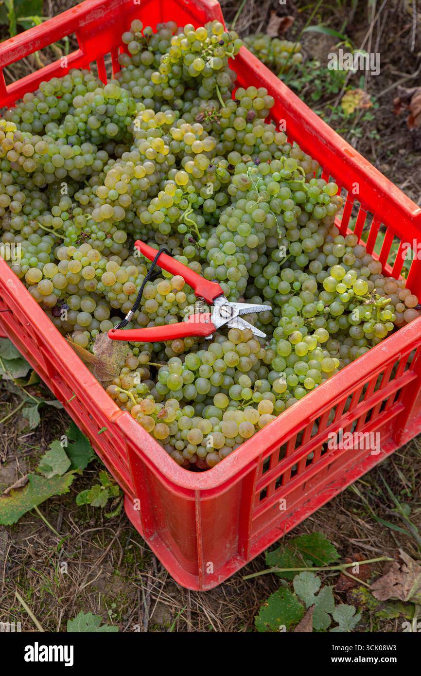 Cassa di raccolta ventilata rossa riempita fino alla capacità con uve da vino bianco, cesoie per potatura visibili tra i grappoli. L'impostazione del campo mostra la cassa pronta Foto Stock