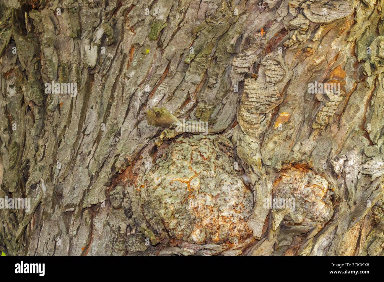 Primo piano dettagliato di una corteccia d'albero ruvida che mostra crepe, nodi e motivi di legno naturali, ideale come sfondo o struttura organica. Foto Stock