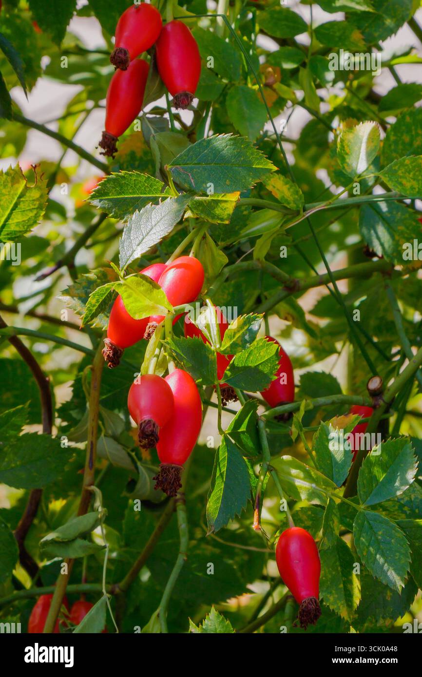 Fianchi rosa rosso brillante che crescono in agglomerati tra foglie verdi, catturati alla luce del sole. Rappresenta vitamine naturali, rimedi a base di erbe, raccolta biologica e Foto Stock
