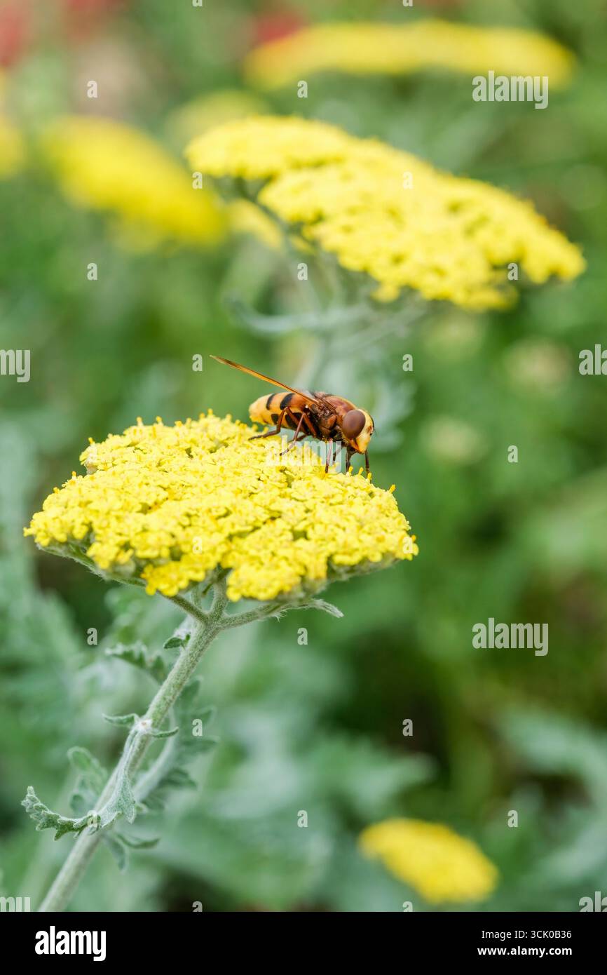 Hornet mimico hoverfly (Volucella zonaria), il più grande hoverfly del Regno Unito che si nutre di fiori gialli di freccia Moonshine (Achillea Moonshine) Foto Stock