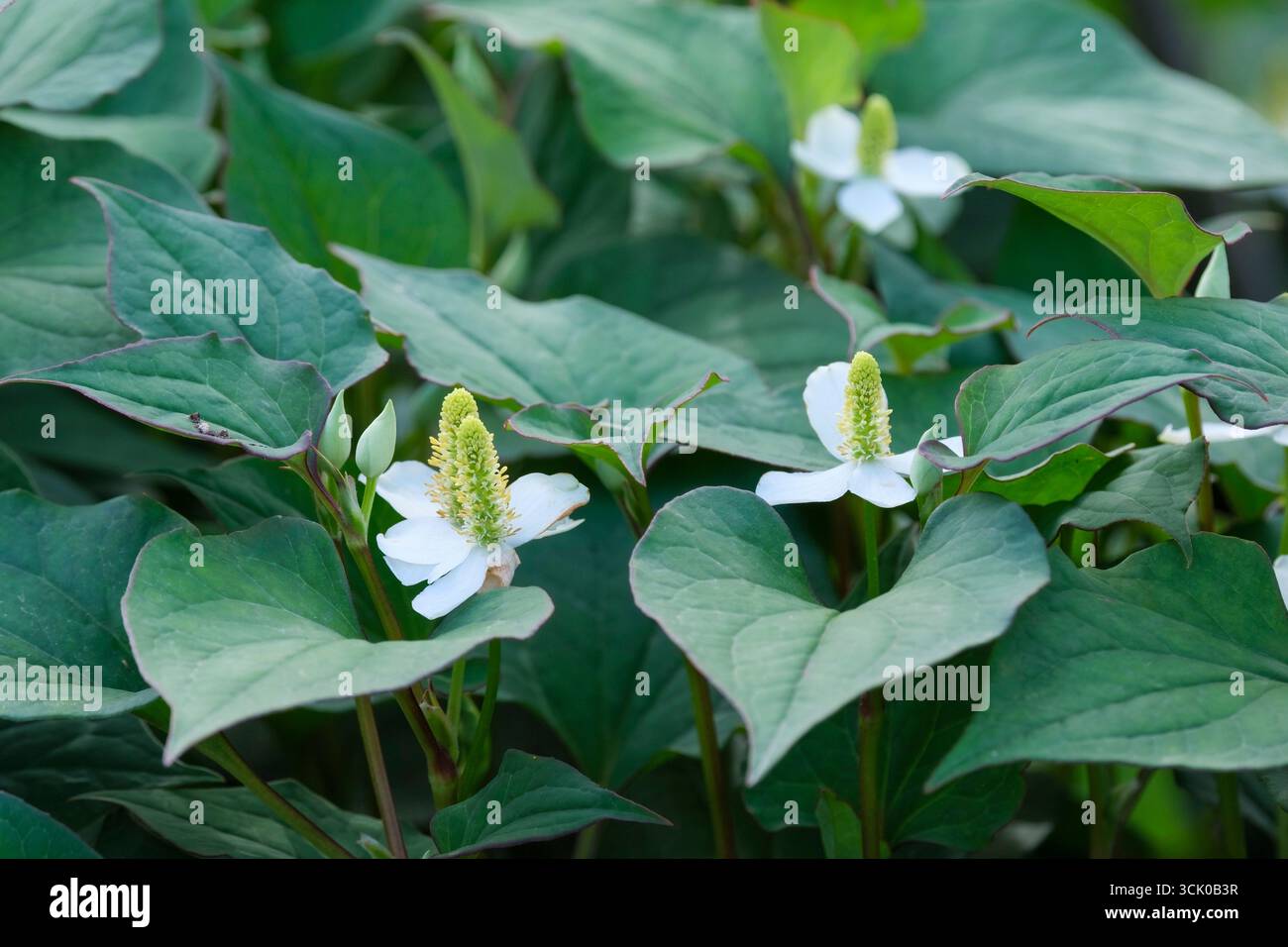 Houttuynia cordata, menta di pesce, foglia di pesce, pianta di copertura macinata, fiori bianchi all'inizio dell'estate Foto Stock