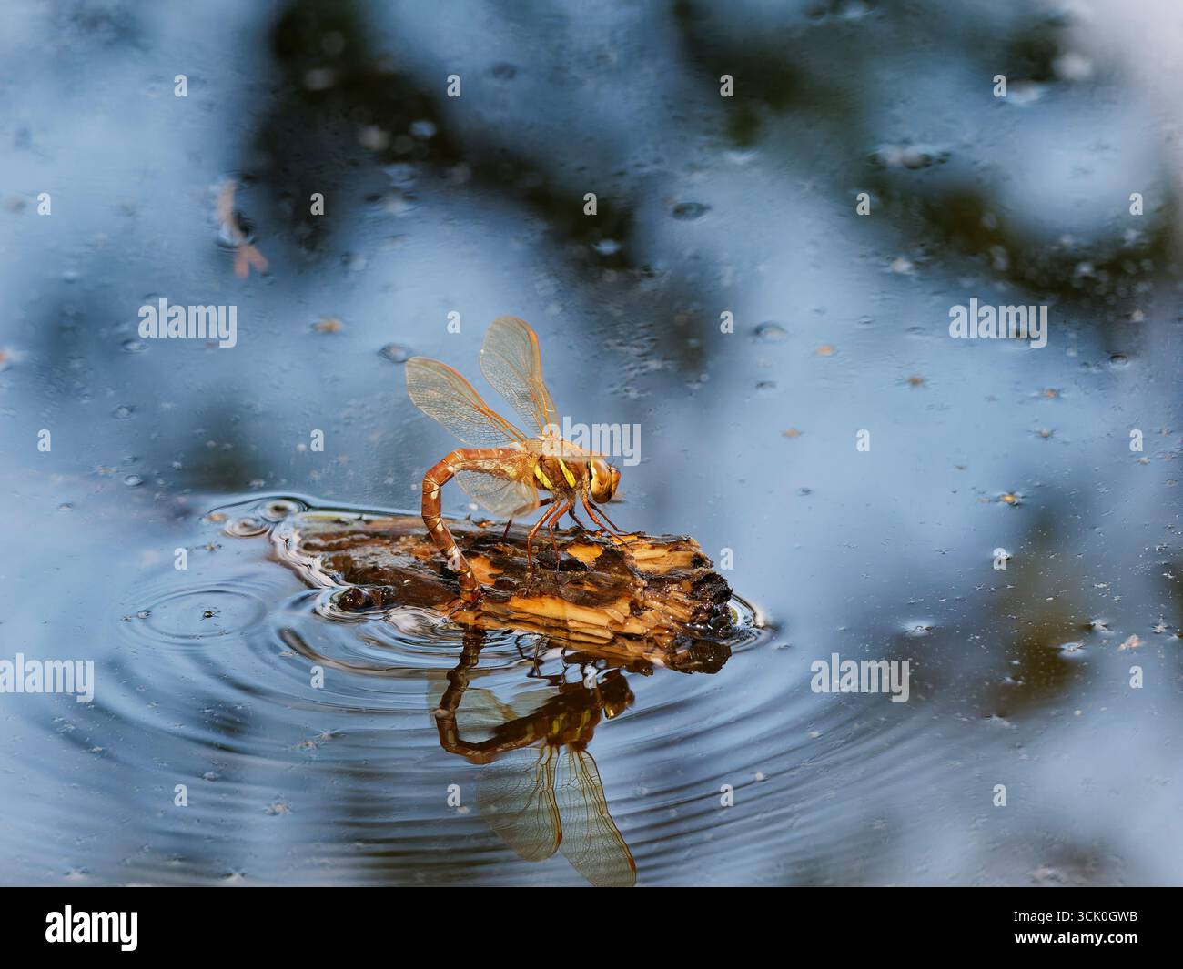 Una libellula femmina che depone uova su un tronco Foto Stock