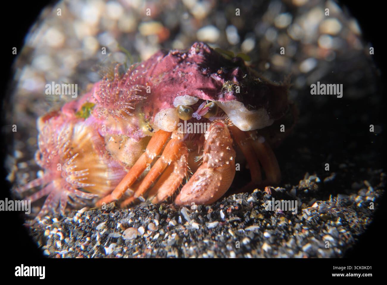 Dardanus pedunculatus - granchio eremitico anemone Foto Stock