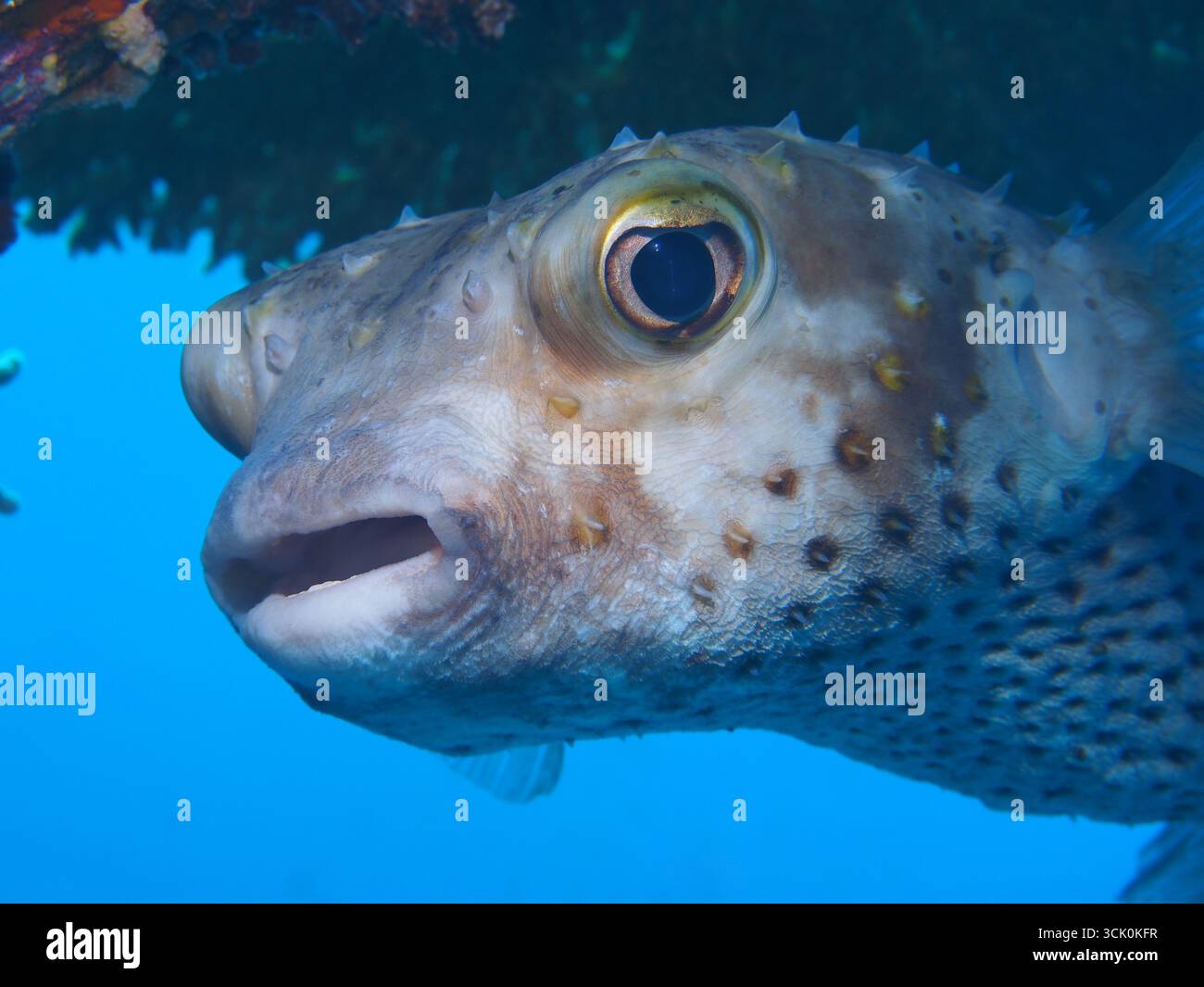 Diodon hystrix - pesce porcospino maculato Foto Stock