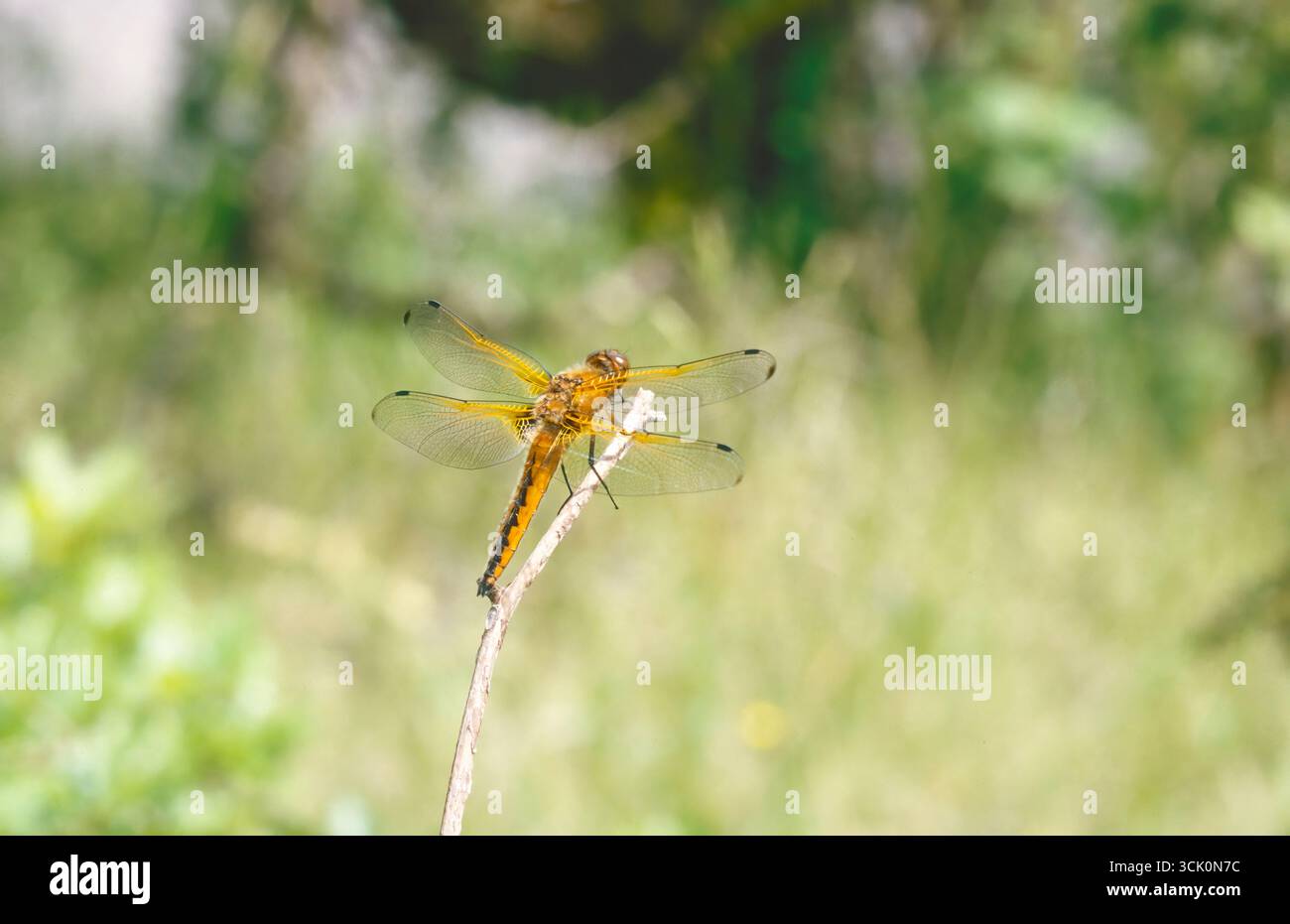Scarso inseguitore (Libellula fulva), donna adulta Foto Stock