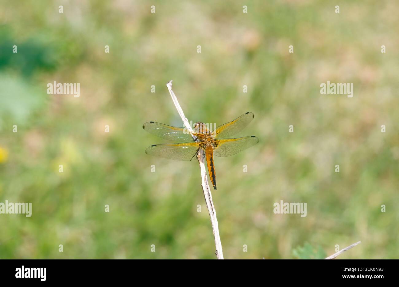 Scarso inseguitore (Libellula fulva), donna adulta Foto Stock