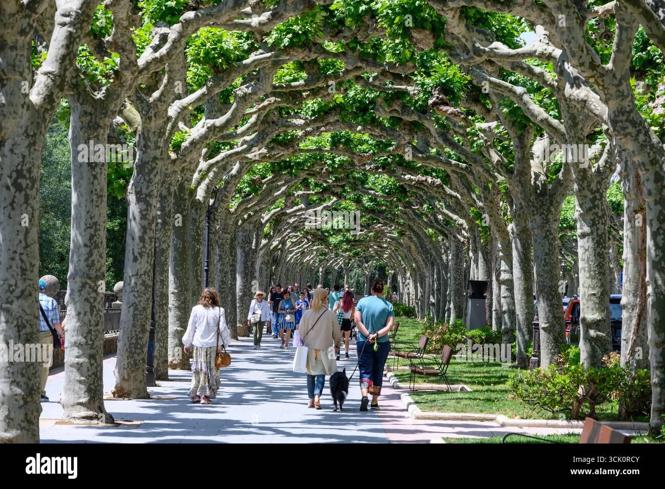 Un viale di alberi di Pollarded che crea un baldacchino ombreggiato, sul Paseo de la Audiencia, uno dei tanti spazi verdi della città vecchia di Burgos, Castilla Y Leo Foto Stock