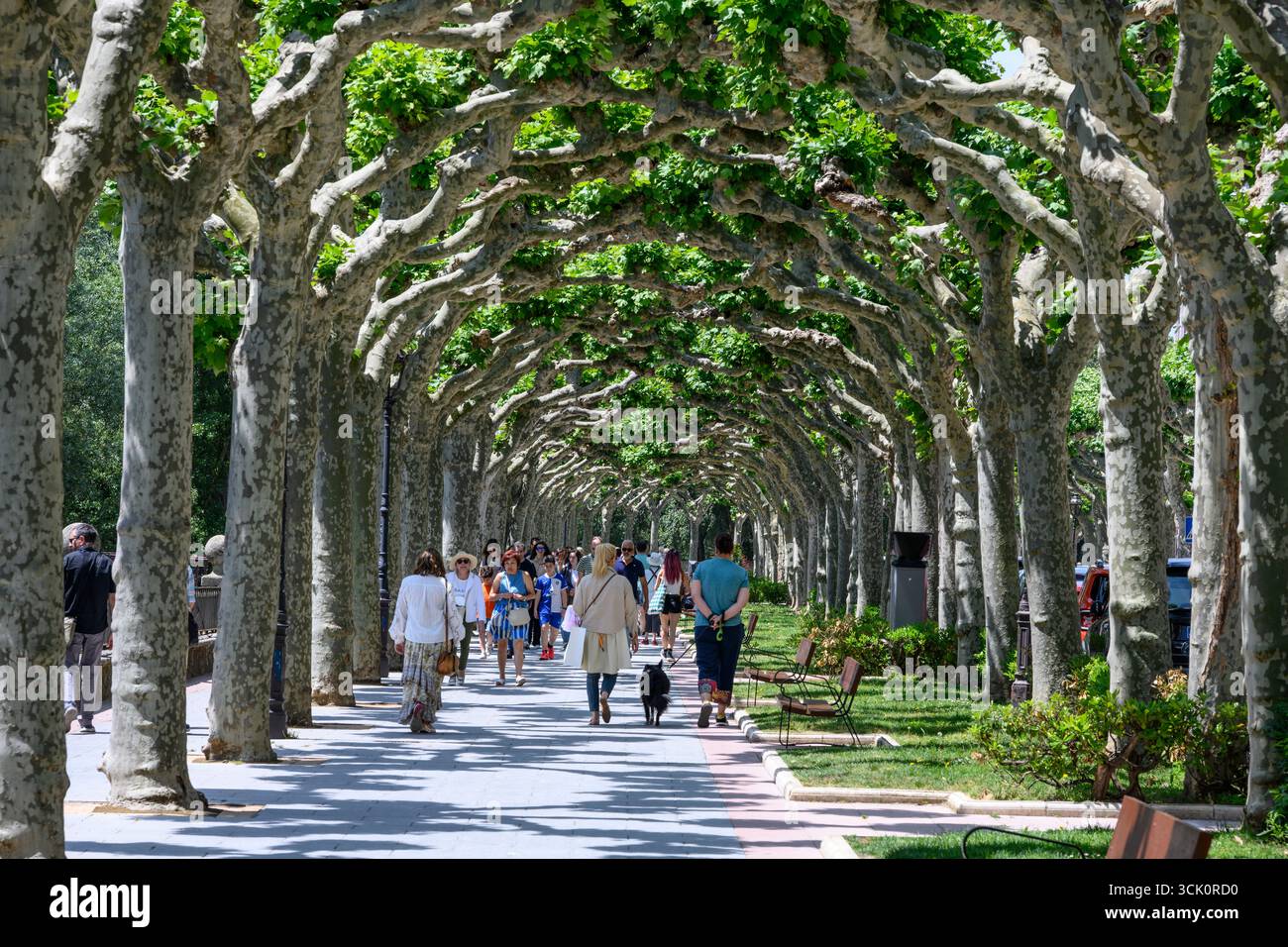 Un viale di alberi di Pollarded che crea un baldacchino ombreggiato, sul Paseo de la Audiencia, uno dei tanti spazi verdi della città vecchia di Burgos, Castilla Y Leo Foto Stock
