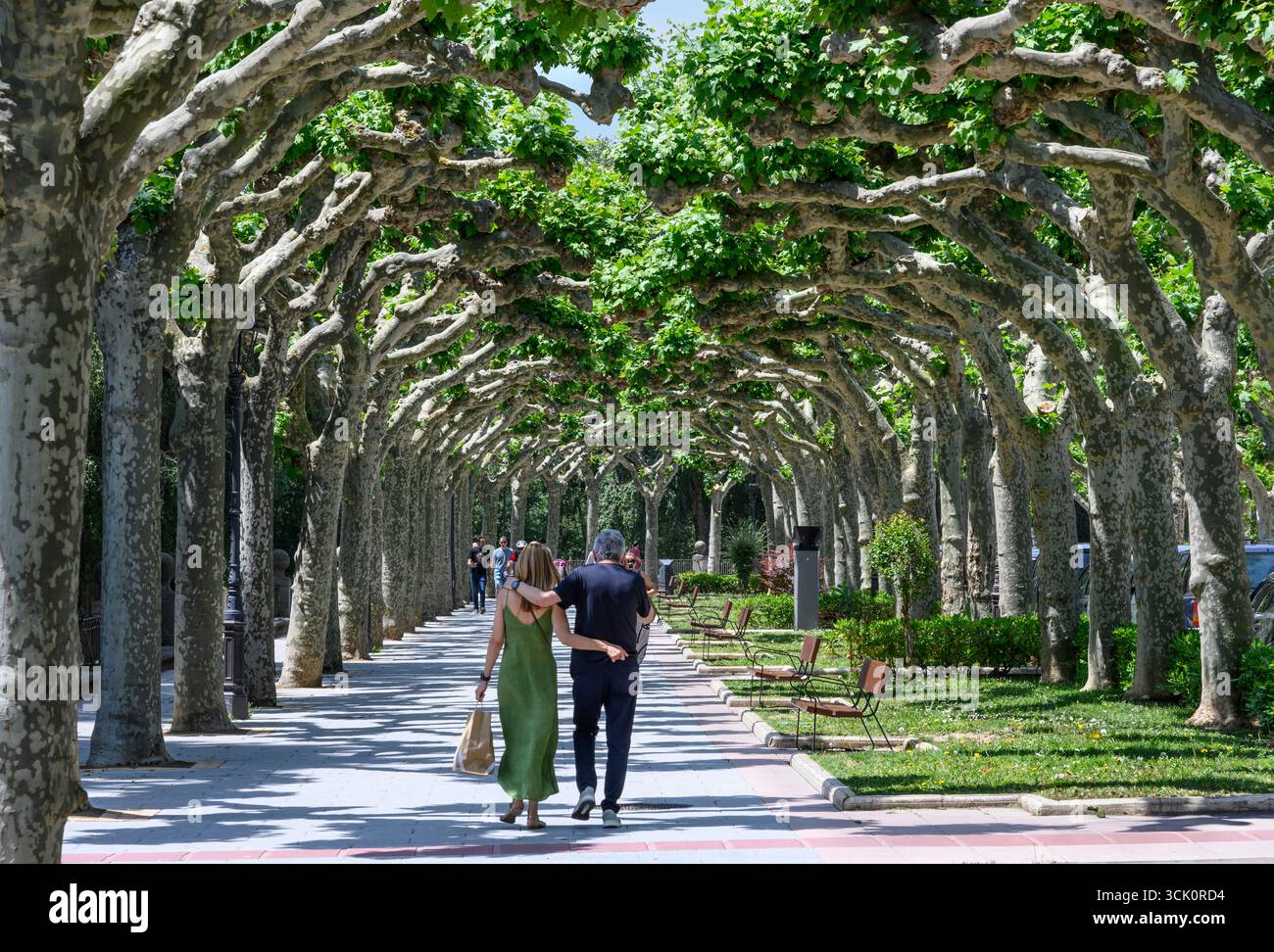 Un viale di alberi di Pollarded che crea un baldacchino ombreggiato, sul Paseo de la Audiencia, uno dei tanti spazi verdi della città vecchia di Burgos, Castilla Y Leo Foto Stock