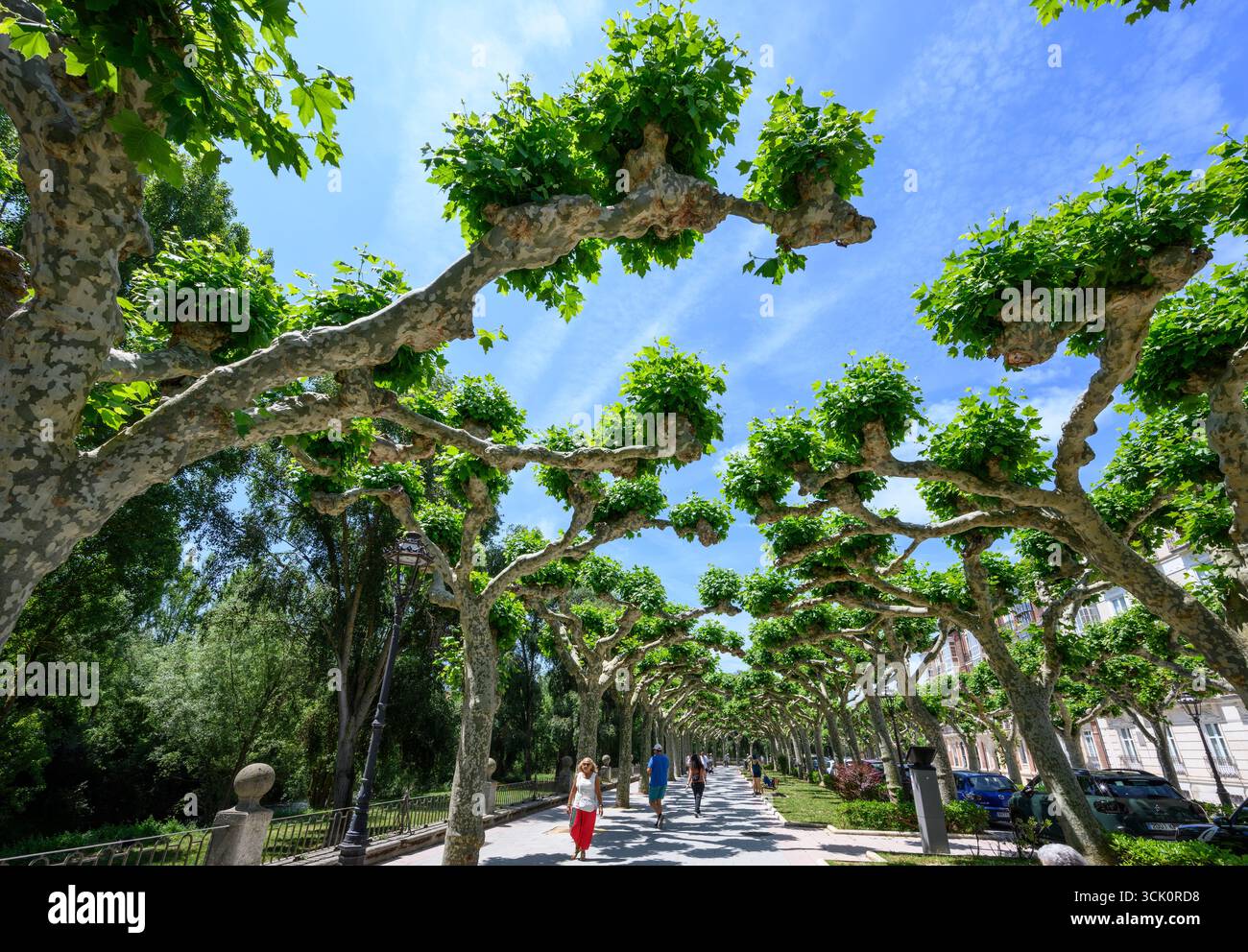 Un viale di alberi di Pollarded che crea un baldacchino ombreggiato, sul Paseo de la Audiencia, uno dei tanti spazi verdi della città vecchia di Burgos, Castilla Y Leo Foto Stock