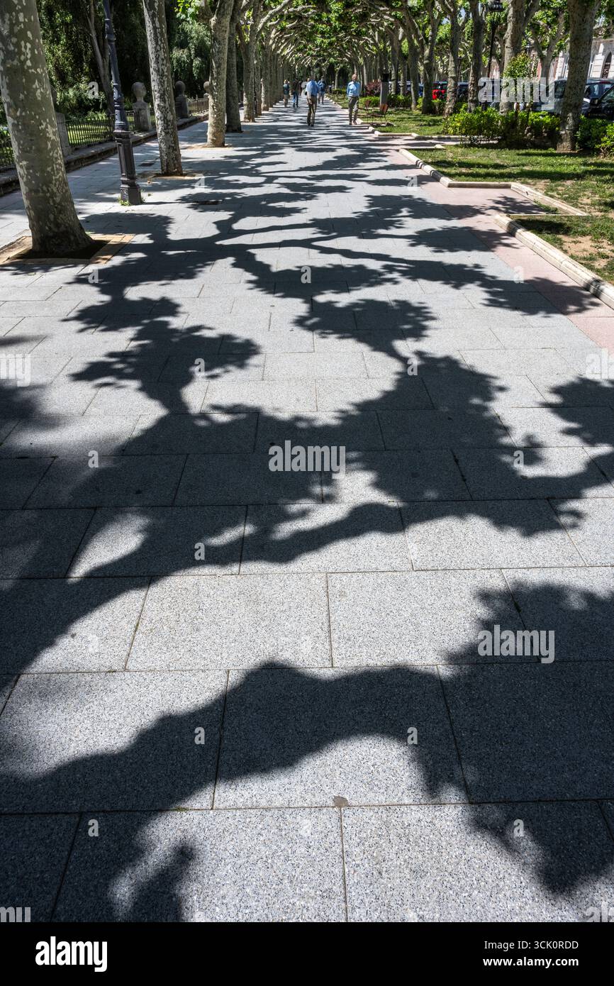 Ombre create da alberi di Pollarded sul Paseo de la Audiencia, uno dei tanti spazi verdi della città vecchia di Burgos, Castilla Y Leon, Spagna settentrionale Foto Stock