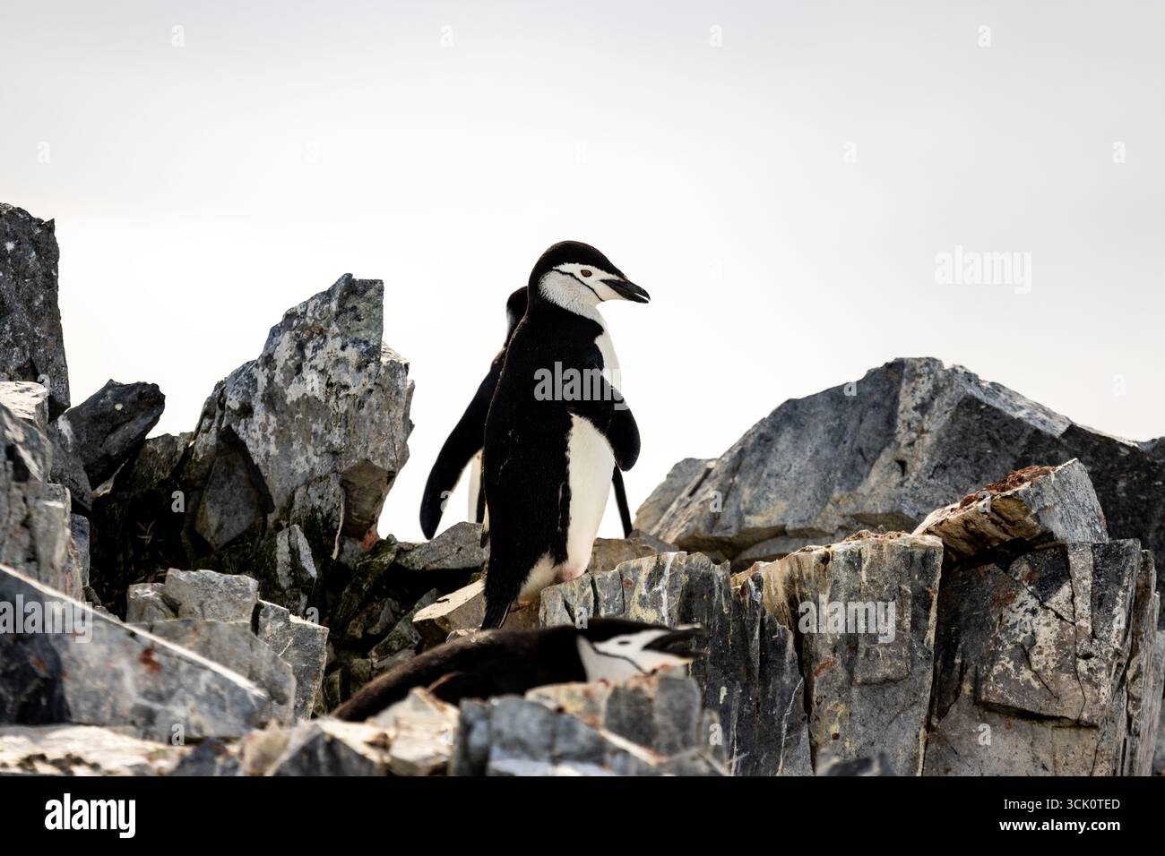 Orne Harbour Antartide - e' una baia larga un miglio, un popolare sito di escursioni per le spedizioni turistiche nella Penisola Antartica Foto Stock