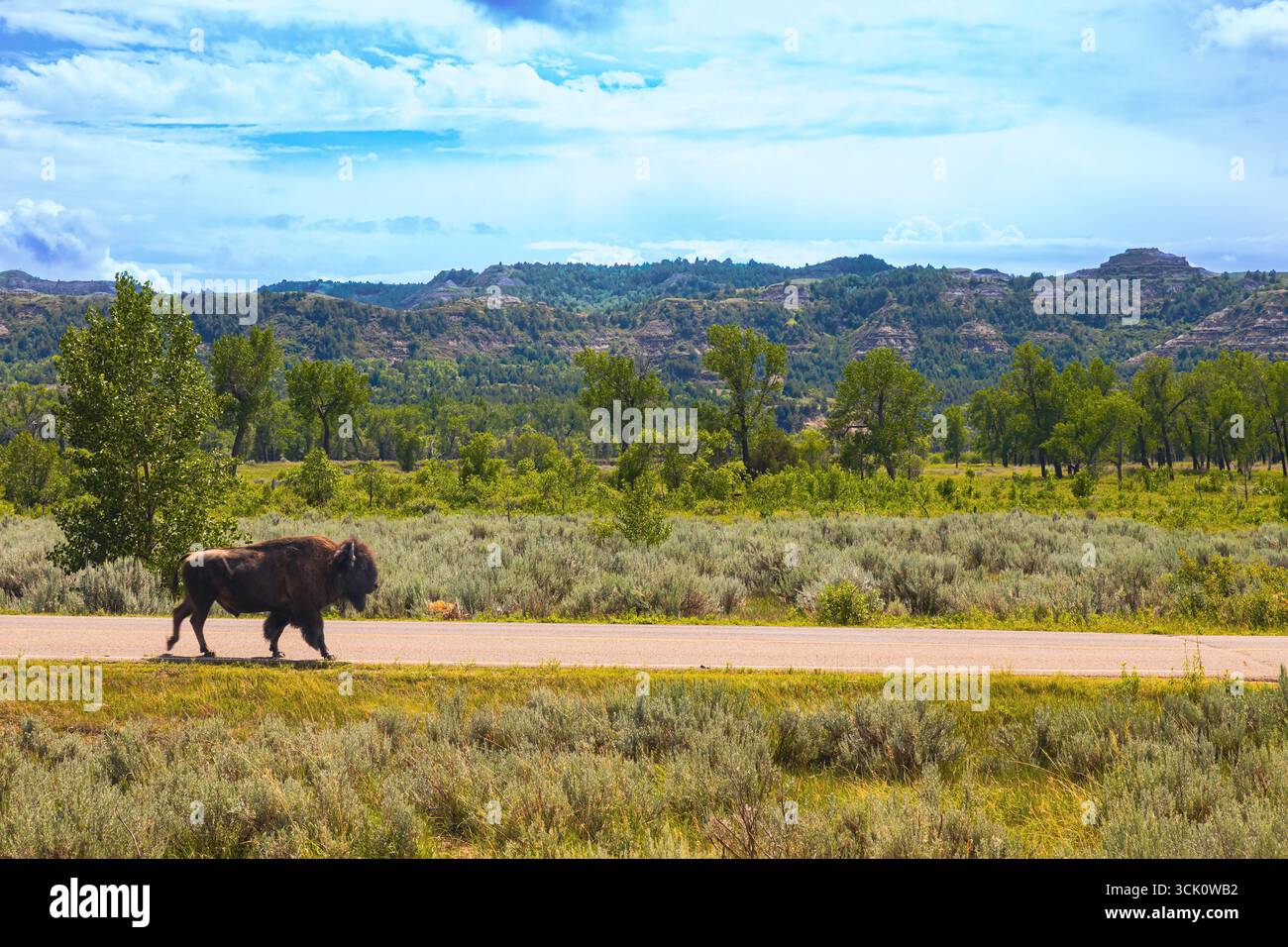 Un'immagine potente e serena cattura un maestoso bufalo americano che cammina liberamente attraverso l'ampio paesaggio dell'unità Nord di Theodore Roosevelt Foto Stock