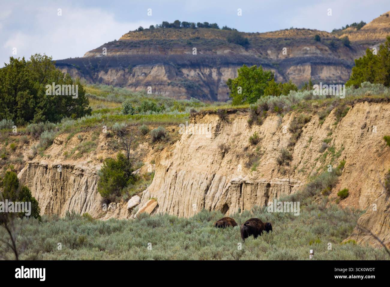 Un'immagine potente e serena cattura un maestoso bufalo americano che cammina liberamente attraverso l'ampio paesaggio dell'unità Nord di Theodore Roosevelt Foto Stock