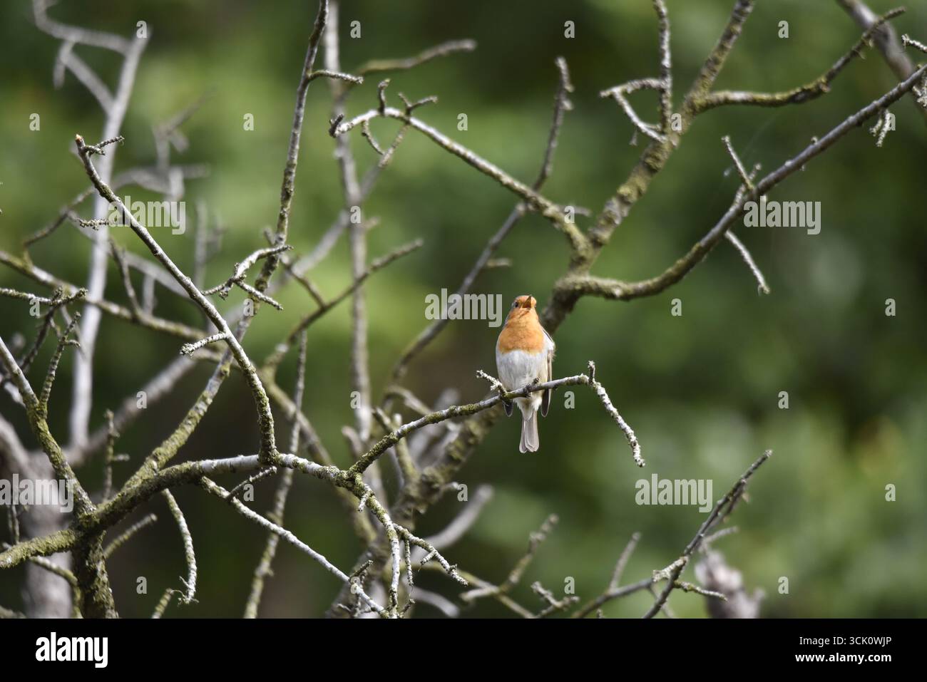 European Robin (erithacus rubecula) canta da Dead Tree Twigs on a Sunny Afternoon, con sfondo verde morbido, girato in Galles, Regno Unito Foto Stock