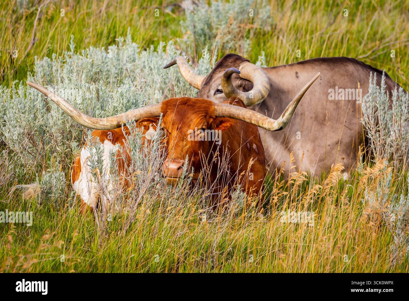 Un dettagliato ritratto ravvicinato cattura l'impressionante testa di una mucca longhorn in un prato illuminato dal sole Foto Stock