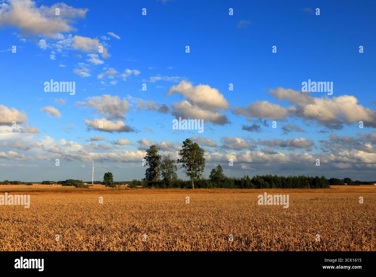 Un campo estivo svedese durante la sera. Turbine eoliche sullo sfondo. Vicino a Skara, Svezia, Scandinavia, Europa. Agosto 2022. Foto Stock