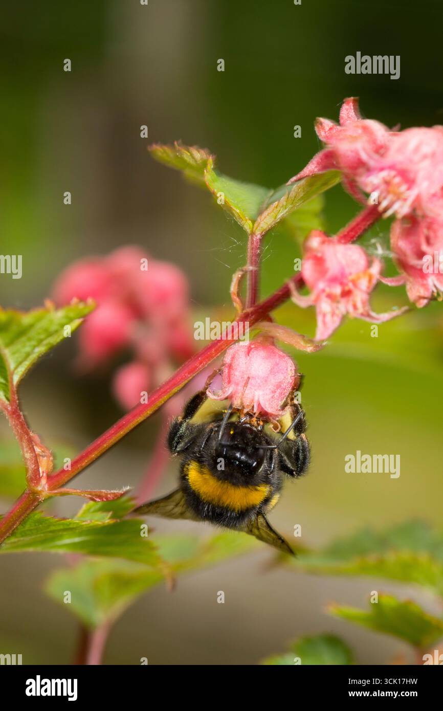 Operaio delle bombe dalla coda bianca (Bombus lucorum agg.) Nutrirsi dei fiori di Neillia in un giardino. Powys, Galles. Giugno. Foto Stock