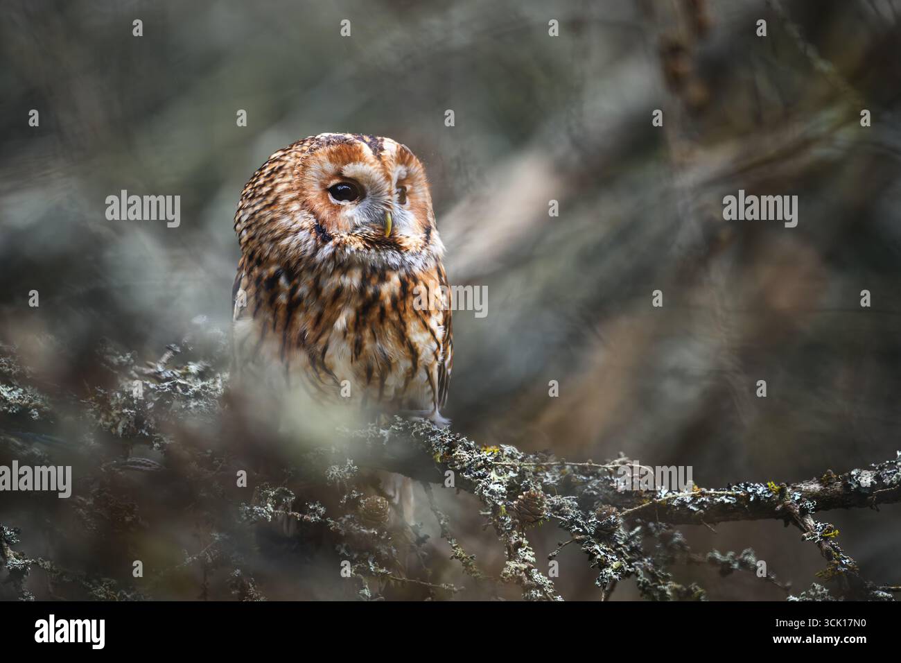 Gufo comune, Strix aluco, uccello rapace notturno appollaiato su un ramo d'albero. Foto Stock