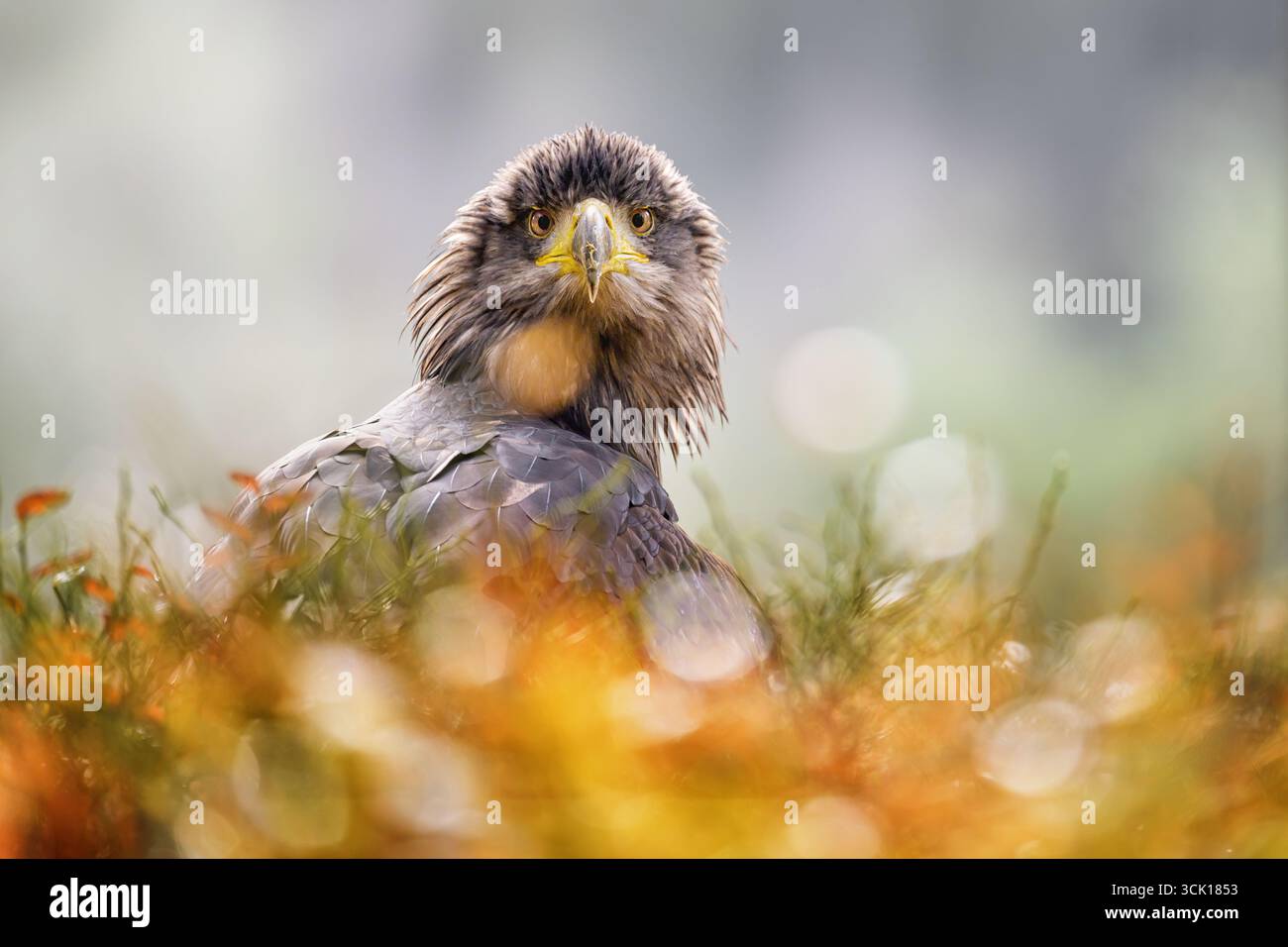 Ritratto in primo piano di un predatore alfa con uno sguardo acuto Foto Stock