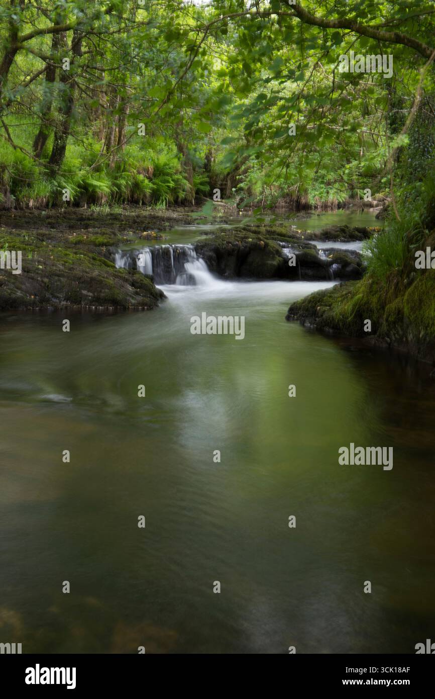 Cascate e piscine fluide sulla parte superiore del fiume Severn (Afon Hafren). Vicino a Llanidloes, Powys, Galles. Giugno. Foto Stock
