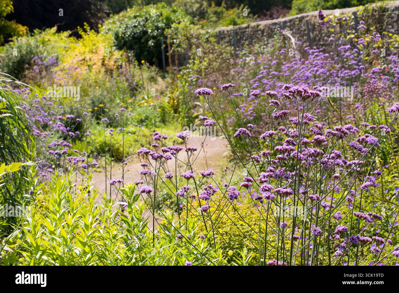 Cima viola (Verbena bonariensis) che fiorisce in un giardino. Carmarthenshire, Galles. Agosto. Foto Stock