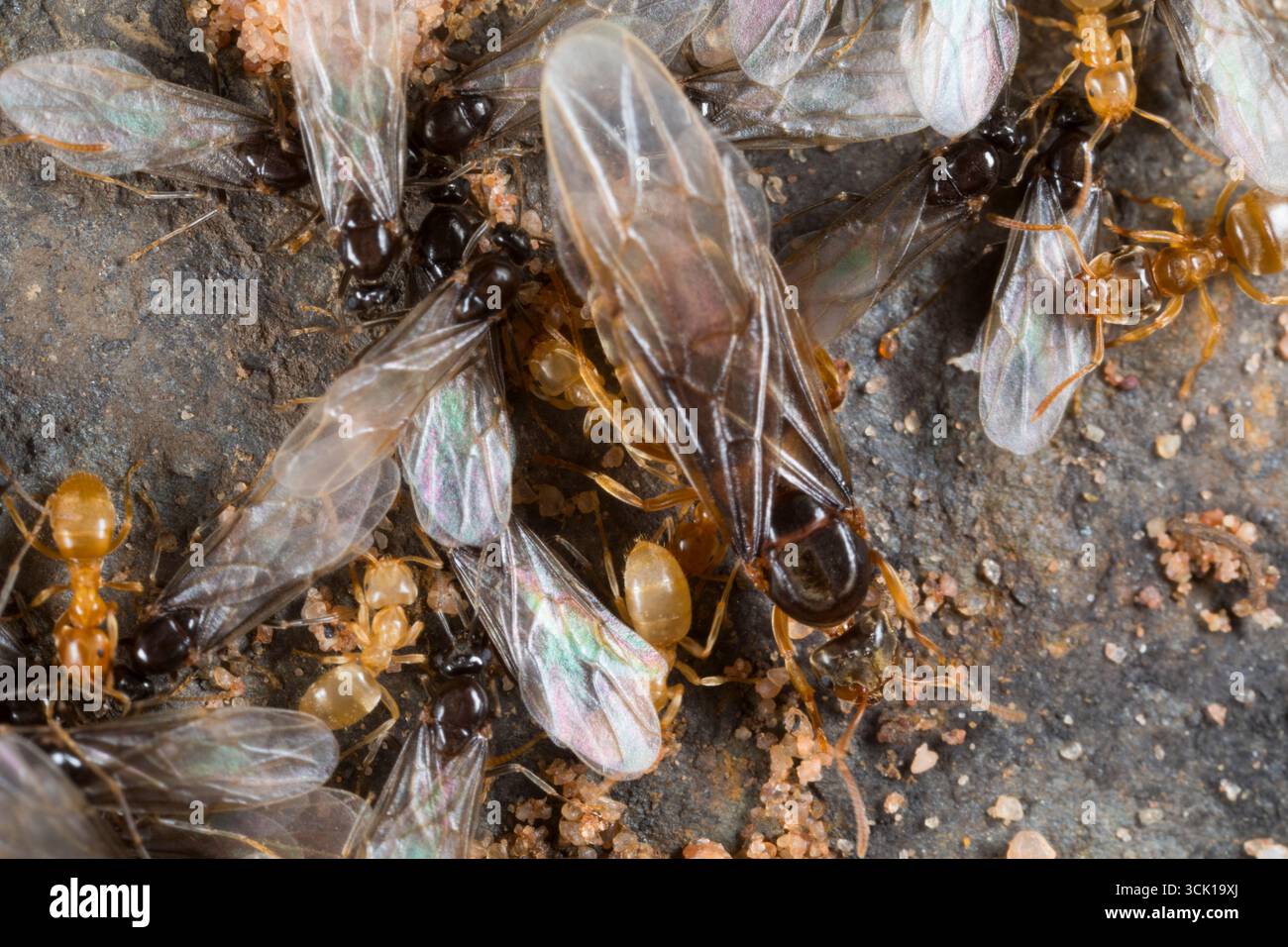 La formica del prato giallo (Lasius flavus) lavora in un nido con regine alate e maschi che si preparano per il loro volo nupzionale. Powys, Galles. Agosto. Foto Stock