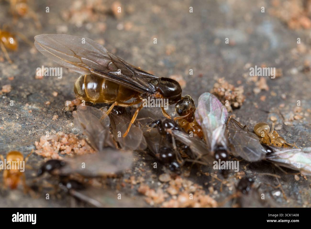 La formica del prato giallo (Lasius flavus) lavora in un nido con regine alate e maschi che si preparano per il loro volo nupzionale. Powys, Galles. Agosto. Foto Stock