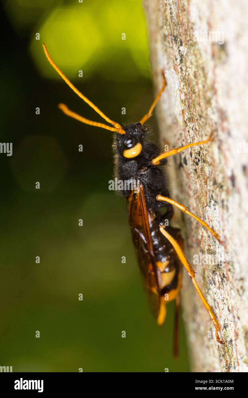 Coda di corno gigante o mosca di legno (Urocerus gigas) su un tronco di albero. Powys, Galles. Agosto. Foto Stock