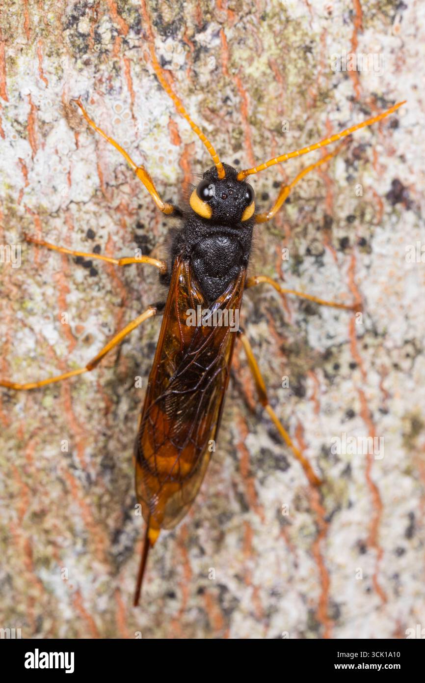 Coda di corno gigante o mosca di legno (Urocerus gigas) su un tronco di albero. Powys, Galles. Agosto. Foto Stock