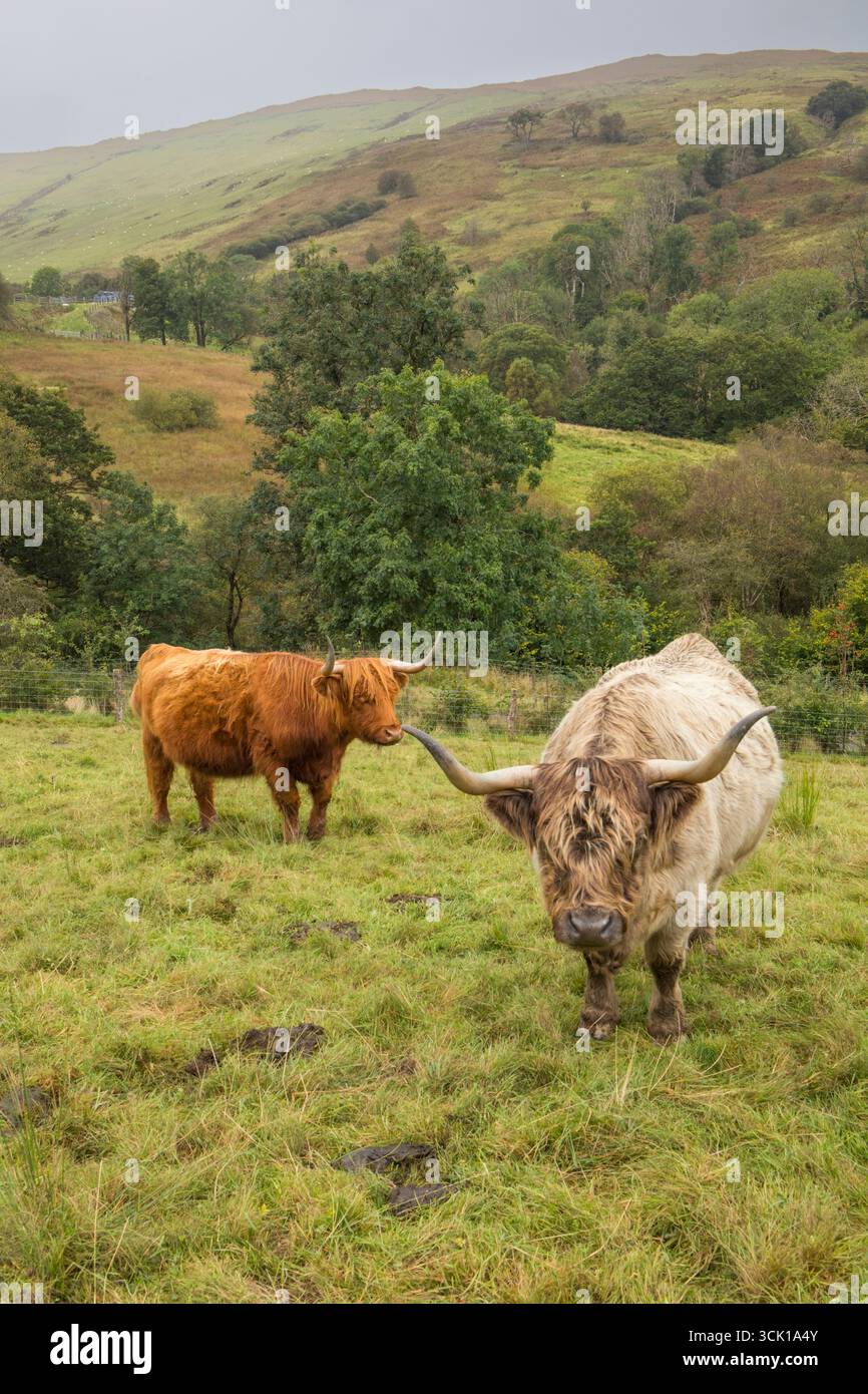 Bestiame delle Highland in un'azienda agricola gestita come agricoltura rigenerativa. Ceredigion, Galles. Settembre. Foto Stock