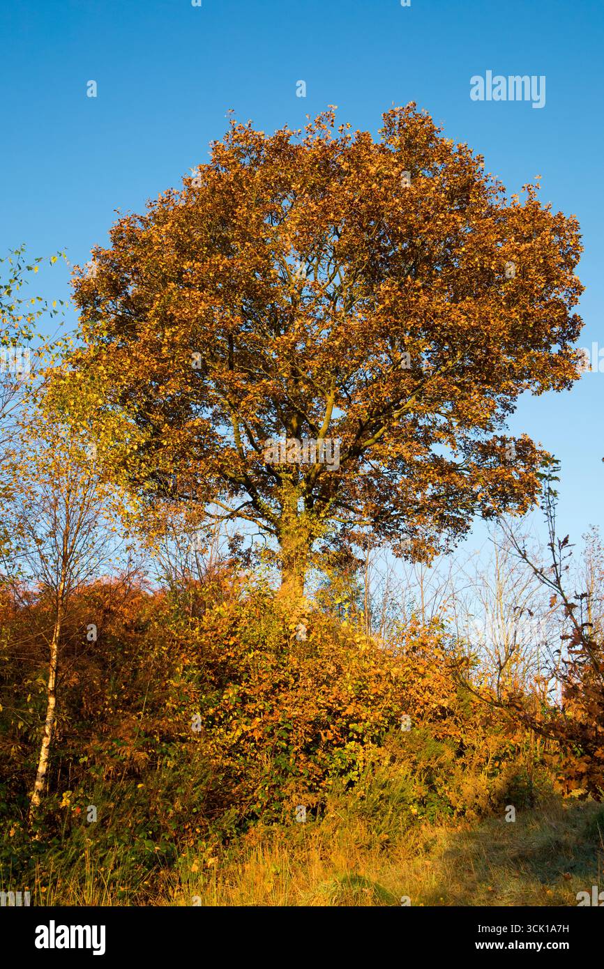 Quercia solitaria (Quercus petraea) il mattino autunnale aa. Powys, Galles. Ottobre. Foto Stock