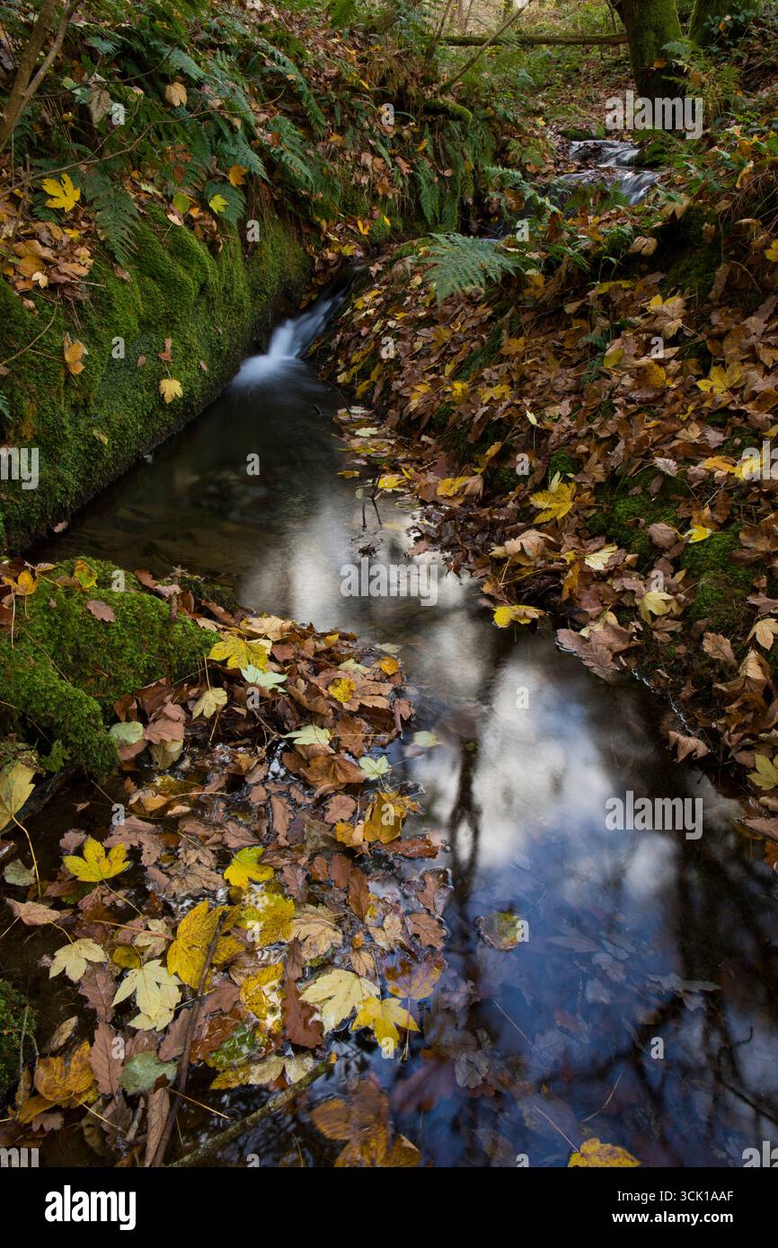 Ruscello boschivo con muschi e foglie cadute in autunno. Powys, Galles. Novembre. Foto Stock