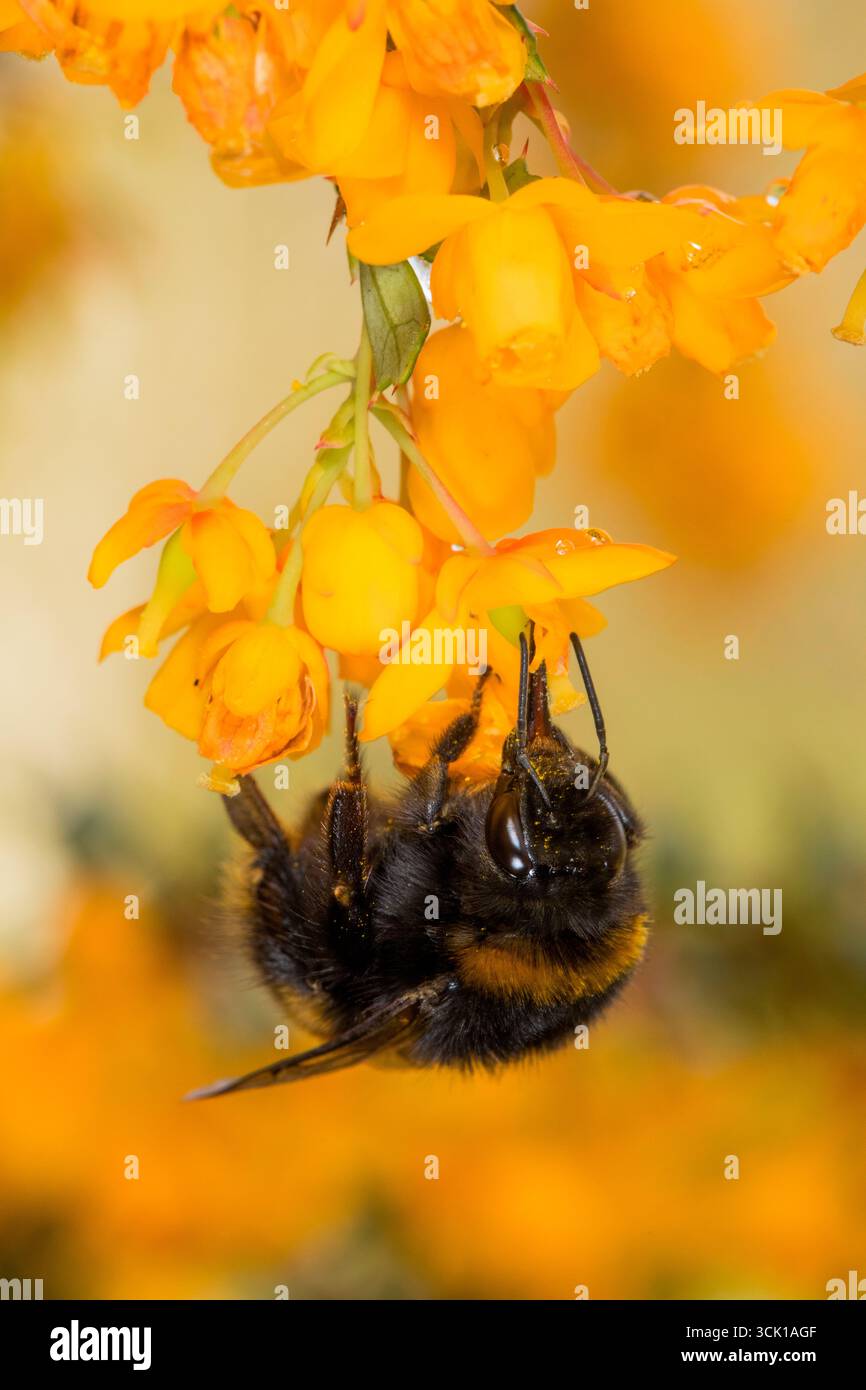 Bumblebee precoce |Bombus pratorum) Worlker. Nutrirsi di fiori di Berberis darwinii in un giardino. Powys, Galles. Aprile. Foto Stock