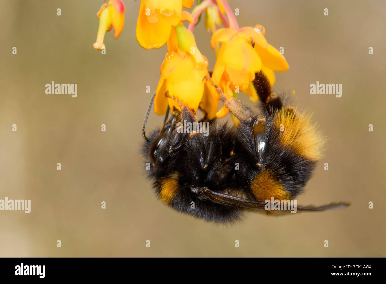 Bumblebee precoce |Bombus pratorum) Worlker. Nutrirsi di fiori di Berberis darwinii in un giardino. Powys, Galles. Aprile. Foto Stock