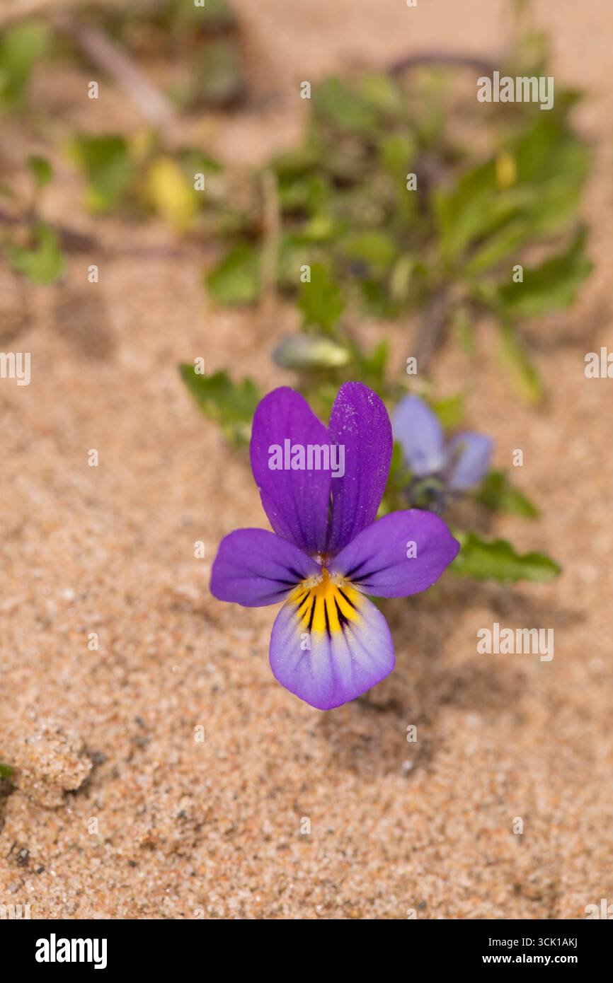 Pansia delle dune (Viola tricolor subsp. curtisii), nell'habitat delle dune di sabbia. Cumbria, Inghilterra. Aprile. Foto Stock
