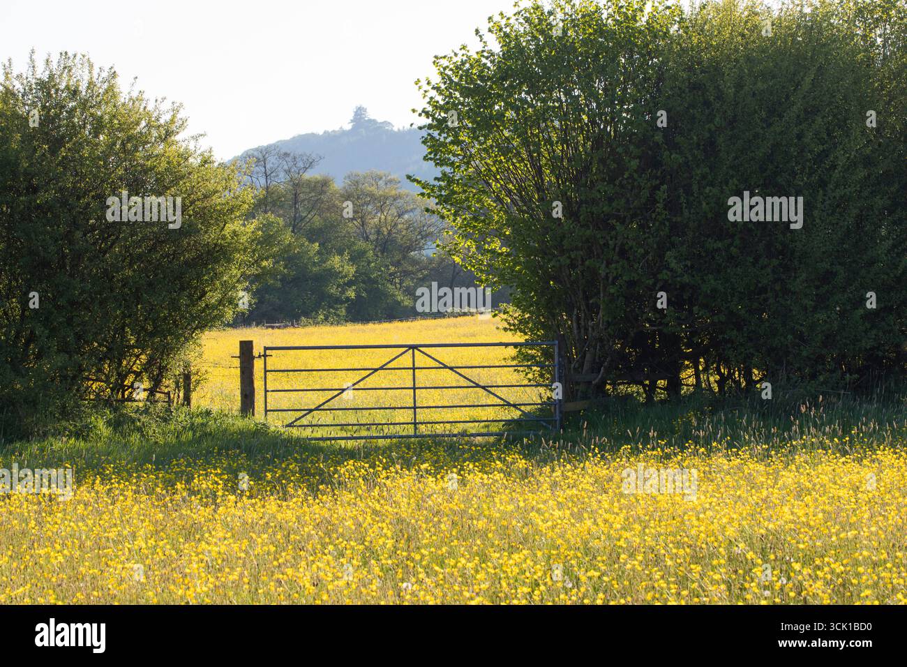 Passa attraverso una siepe tra i prati di un'azienda agricola biologica. Con Buttercup di prato fiorito (Ranunculus acris). Powys, Galles. Maggio. Foto Stock
