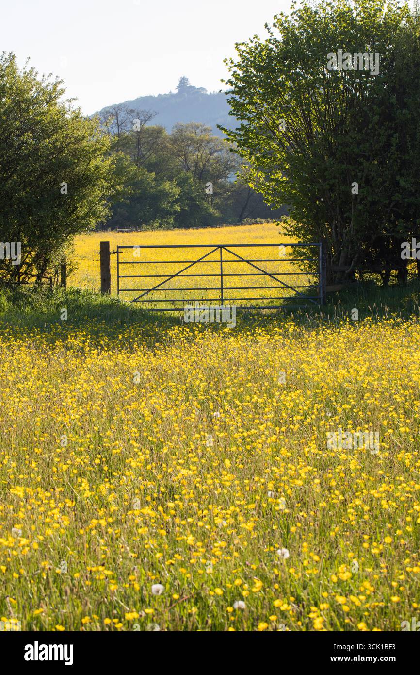 Passa attraverso una siepe tra i prati di un'azienda agricola biologica. Con Buttercup di prato fiorito (Ranunculus acris). Powys, Galles. Maggio. Foto Stock