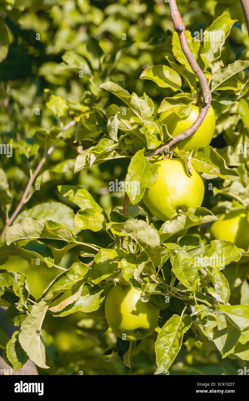 Primo piano di mele verdi appese su un ramo d'albero circondate da foglie lussureggianti alla luce del sole del frutteto. Concetto di frutta biologica fresca, ideale per l'agricoltura, He Foto Stock