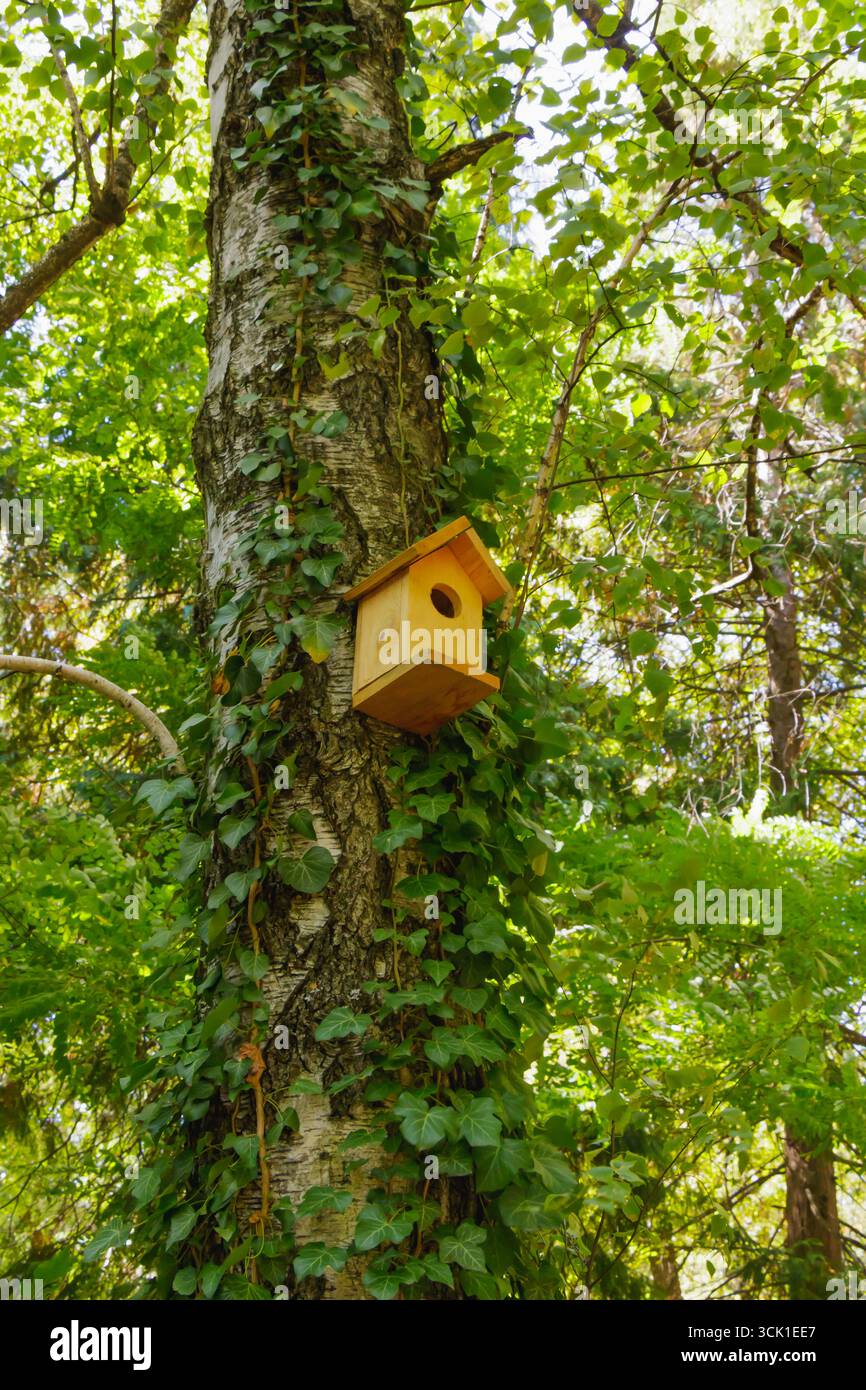 Piccola casa per uccelli in legno fissata su un tronco di albero ricoperto di foglie di edera in una lussureggiante foresta verde. Concetto di cura della fauna selvatica, vita ecologica e habitat naturale Foto Stock