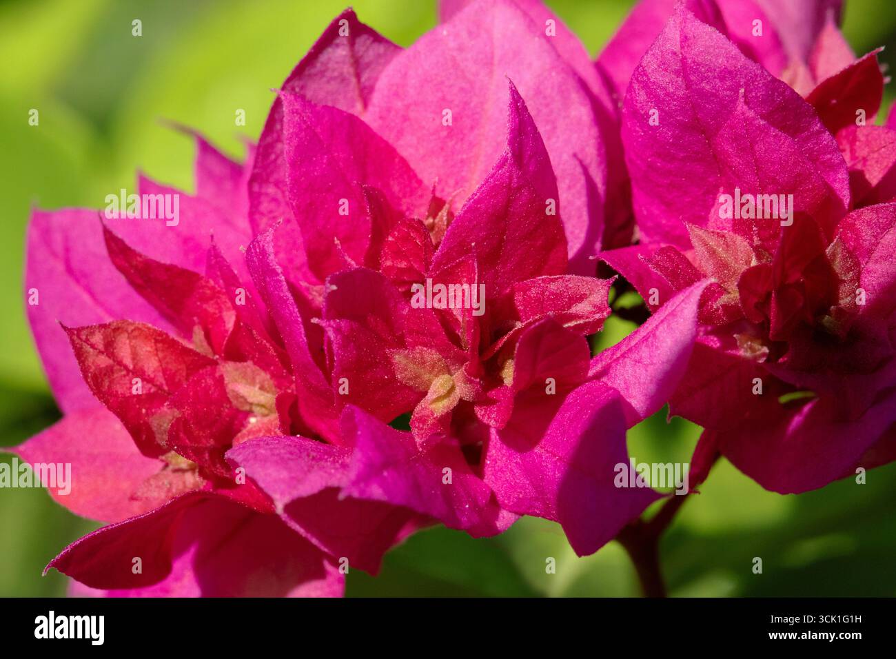 Un'immagine macro di una bouganville rosa colorata in fiore. Foto Stock