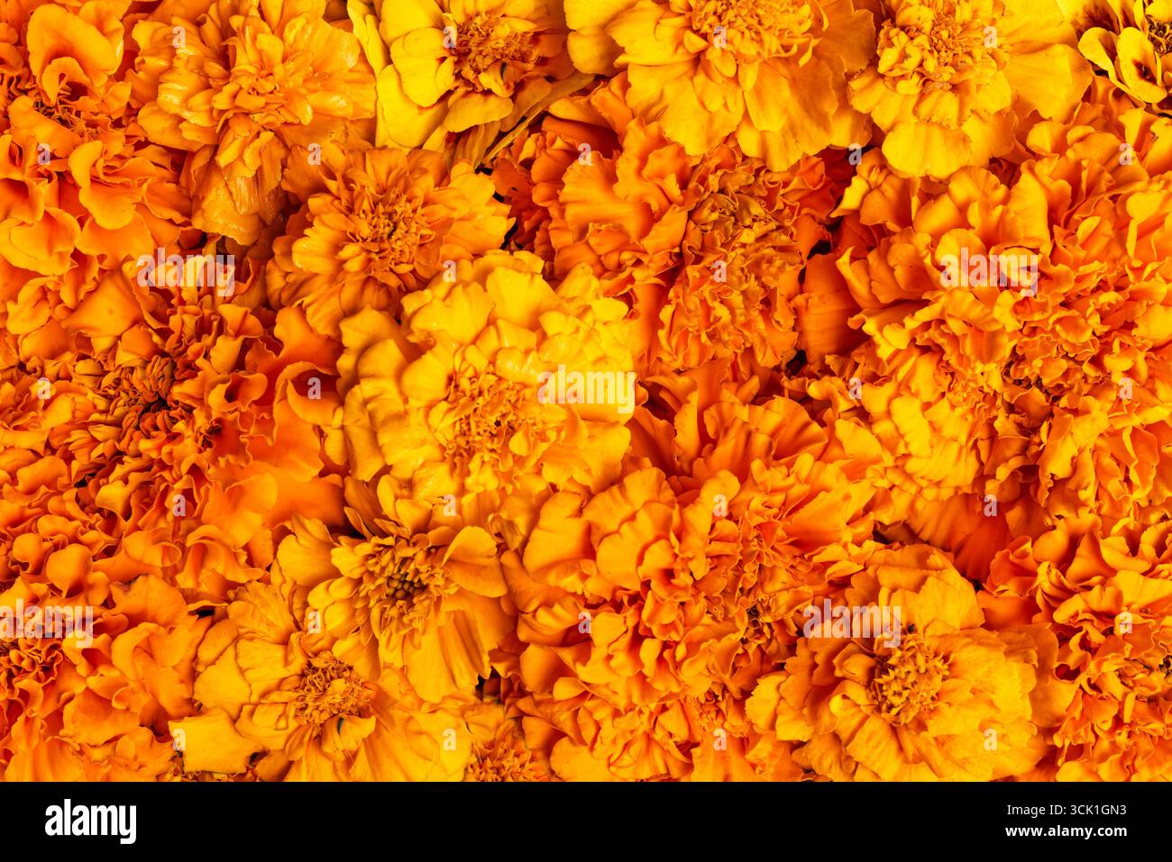 Orange Marigold Flower come sfondo, modello di design. Fiori cempasuchil messicani da vicino. Foto Stock