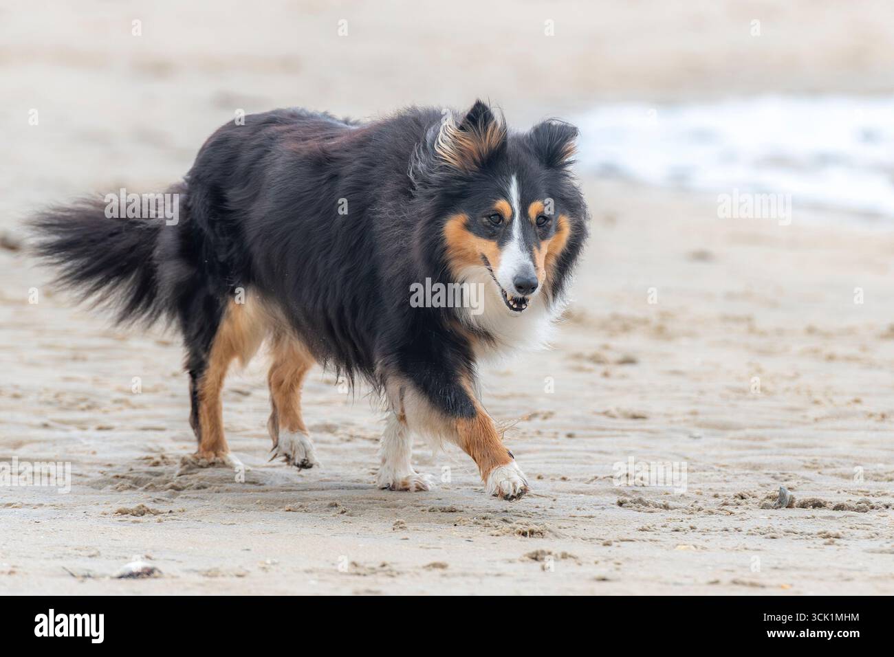 Sheltie che cammina sulla spiaggia Foto Stock